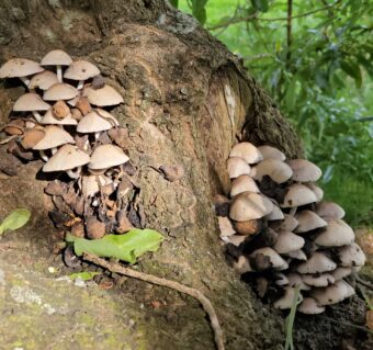 mushrooms growing out of a tree in a wooded area